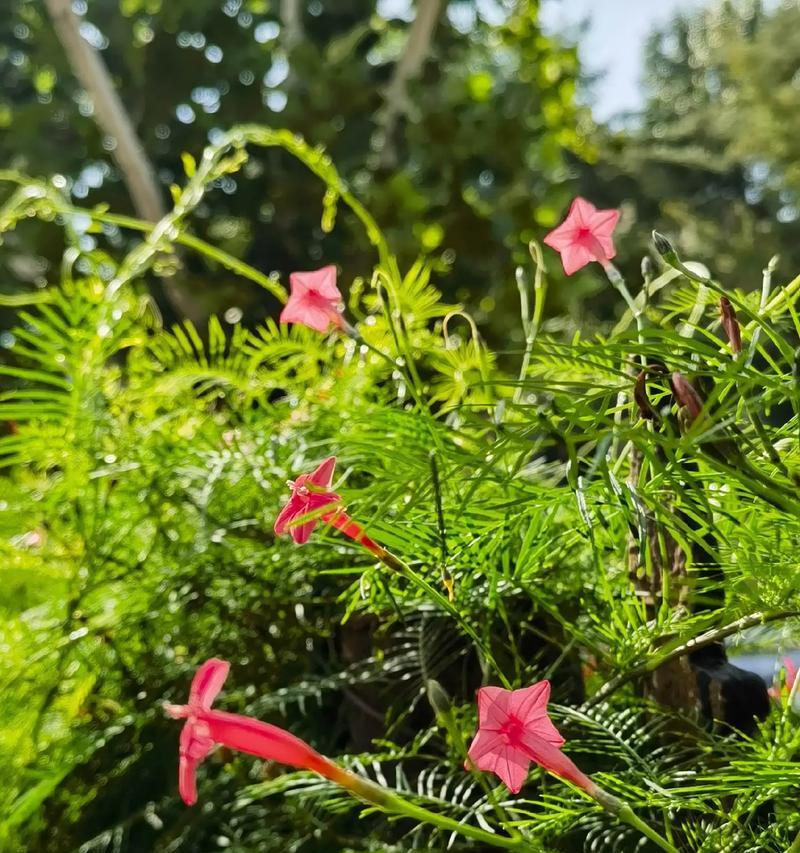 茑罗种植指南（打造美丽花园的秘诀）-第1张图片-绿意生活