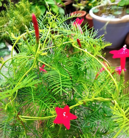 茑罗种植指南（打造美丽花园的秘诀）-第3张图片-绿意生活