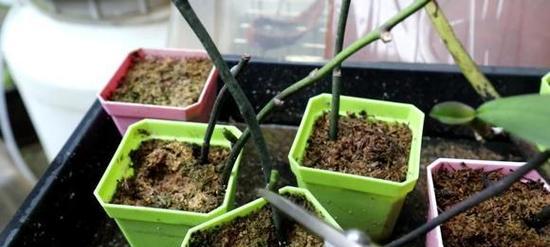 以丝袜蝴蝶兰花叶为主题的创意手工艺品制作方法（美丽独特的丝袜蝴蝶兰，用花叶做手工艺品吧！）-第1张图片-绿意生活