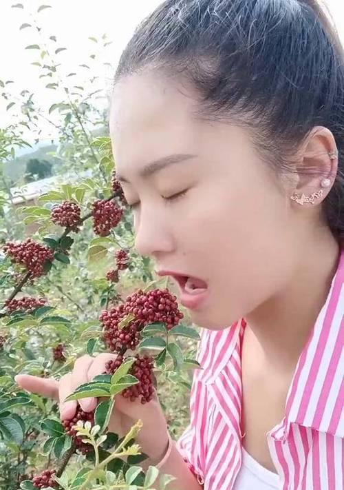 麻椒的成熟和采摘时间（了解麻椒的生长季节，掌握合适的采摘时间）-第3张图片-绿意生活