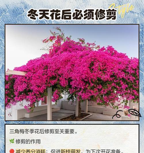 如何正确修剪花卉三角梅（三角梅修剪技巧及注意事项）-第3张图片-绿意生活