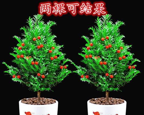 探索以有根红豆杉造型的艺术之美（从根部到顶端，见证红豆杉的独特之美）-第1张图片-绿意生活