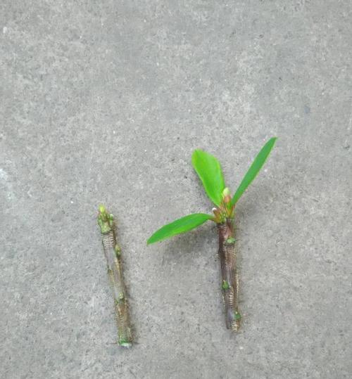 荷兰铁树的扦插技巧（学会正确的扦插方法，让荷兰铁树繁衍生息）-第3张图片-绿意生活