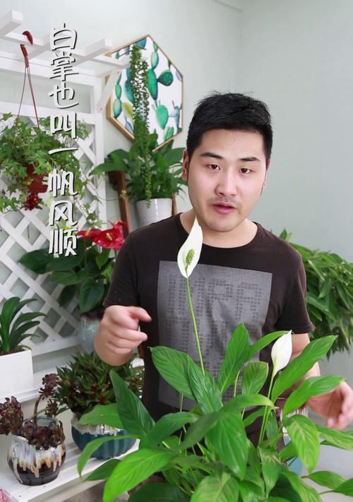 如何培养白掌高大挺拔（掌握关键养殖技巧，让白掌生长壮实）-第2张图片-绿意生活