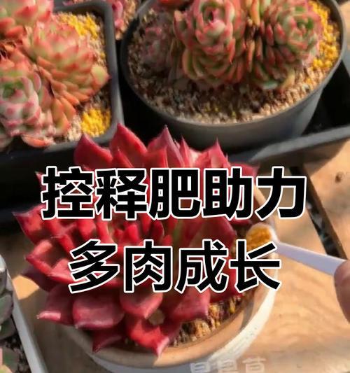 多肉植物的肥大方法与技巧（打造丰满多肉，让它们健康茁壮）-第2张图片-绿意生活