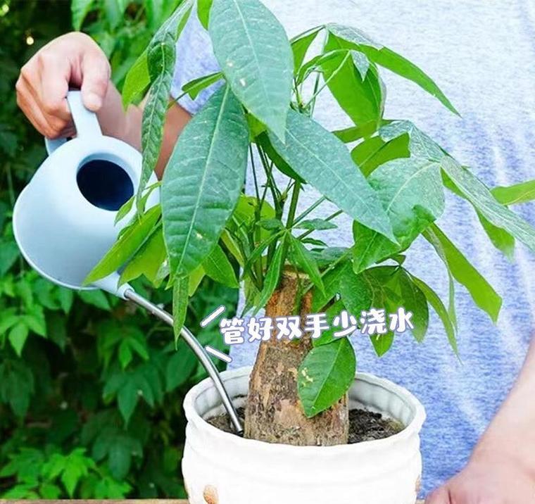 发财树黄叶怎么办？解决黄叶问题的方法与技巧（打造翠绿茂盛的发财树，保持叶片健康的秘诀）-第2张图片-绿意生活