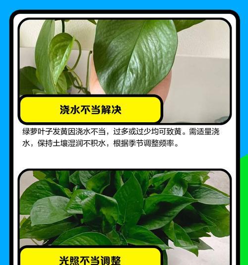 绿萝叶发黄的原因及应对方法（保持绿萝健康的关键是什么？）-第2张图片-绿意生活