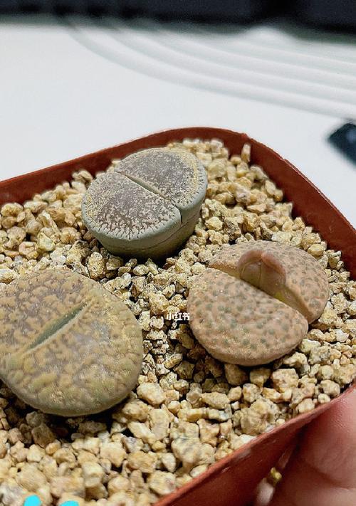 如何判断生石花能否开花（探秘生石花开花的关键因素及判断方法）-第2张图片-绿意生活