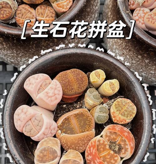 如何判断生石花能否开花（探秘生石花开花的关键因素及判断方法）-第1张图片-绿意生活