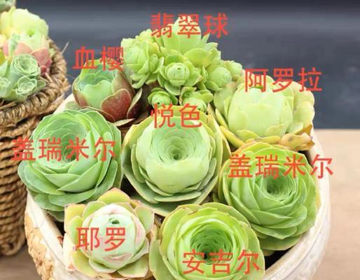 山地玫瑰的侧芽生长技巧（培育山地玫瑰侧芽的关键步骤及注意事项）-第2张图片-绿意生活