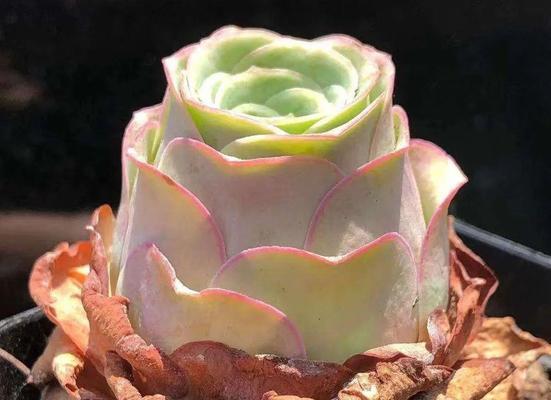 山地玫瑰的侧芽生长技巧（培育山地玫瑰侧芽的关键步骤及注意事项）-第3张图片-绿意生活