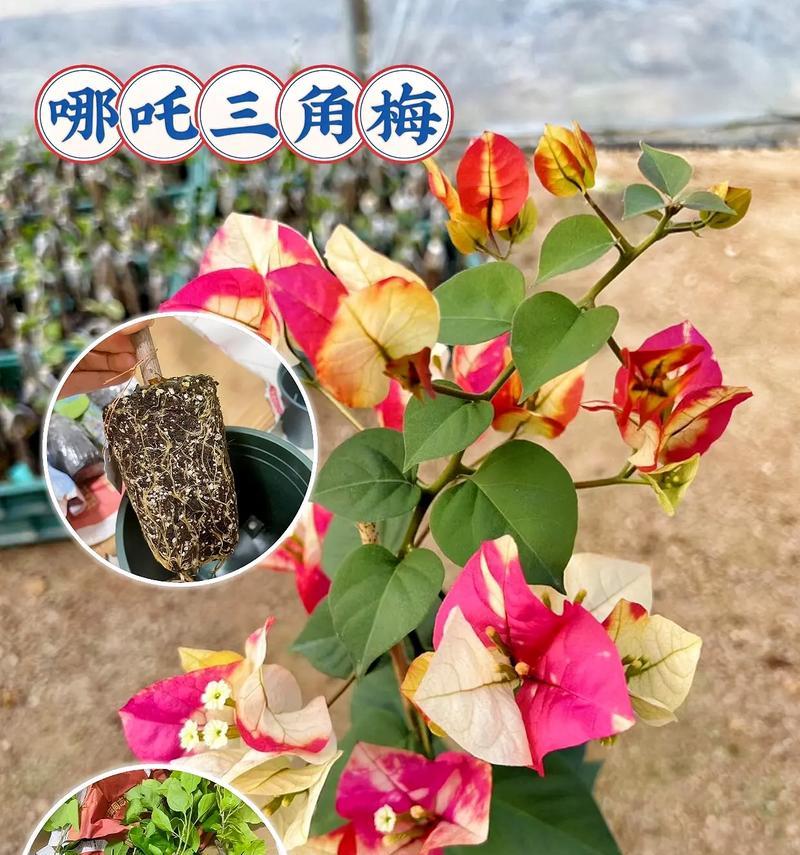 三角梅的剪裁技巧与爬藤快速生长方法（通过剪裁促进三角梅的爬藤生长，让花团锦簇）-第1张图片-绿意生活