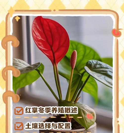 红掌的适宜生长环境及养殖技巧（打造适宜红掌生长的环境，提高养殖效益）-第1张图片-绿意生活