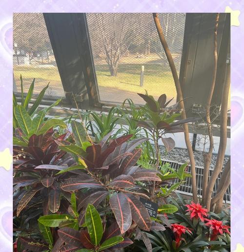 变叶木的神奇叶子之美（变叶木，不止一种颜色，每一片叶子都是一幅绝美画卷）-第3张图片-绿意生活