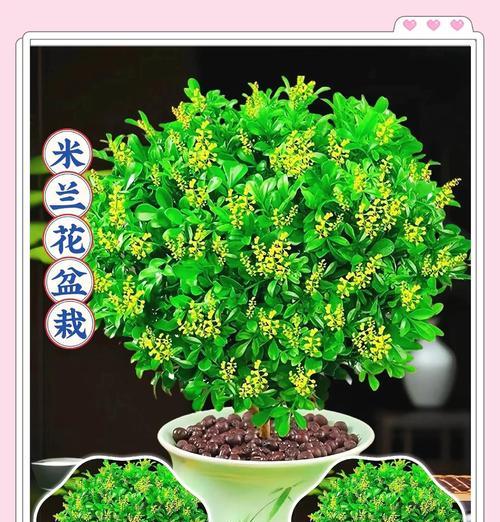 米兰花，芬芳之源（探寻米兰花的神秘面纱，揭开它迷人的香气诉说）-第3张图片-绿意生活