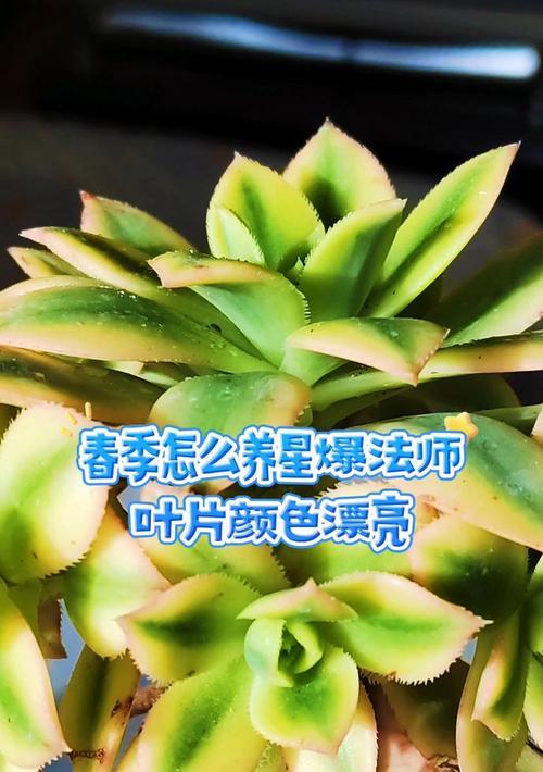 法师叶子卷曲的原因与处理方法剖析（寻找法师叶子卷曲的神秘因素，解决法师叶子卷曲问题的有效方法）-第1张图片-绿意生活