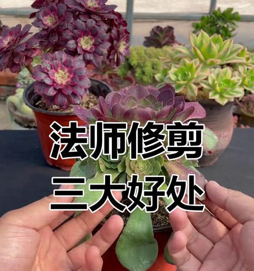 法师叶子卷曲的原因与处理方法剖析（寻找法师叶子卷曲的神秘因素，解决法师叶子卷曲问题的有效方法）-第2张图片-绿意生活