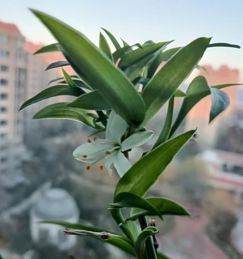 养花小百科（了解植物的需求，打造绿色花园）-第2张图片-绿意生活