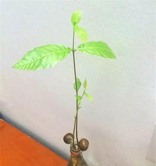 如何种植摇钱树种子（快速实现财富增长的方法与技巧）-第1张图片-绿意生活