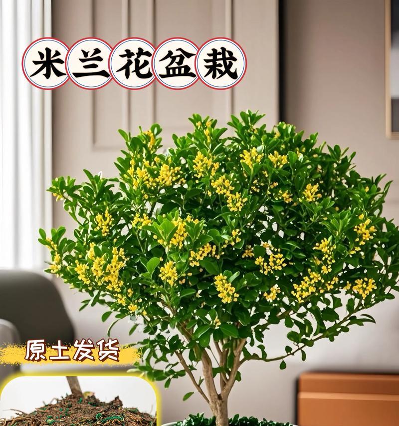 打造美丽花园的秘诀——米兰花卉的养护技巧（掌握关键步骤，让米兰花卉盛开绽放）-第3张图片-绿意生活