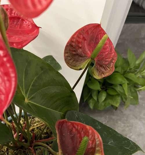 红掌得病了怎么办？（红掌病的症状、治疗和预防一览）-第3张图片-绿意生活