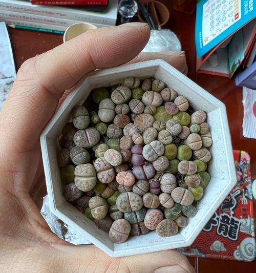 以多肉生石花化水的方法及注意事项（培养生石花，一起开启多肉世界的奇幻之旅！）-第1张图片-绿意生活