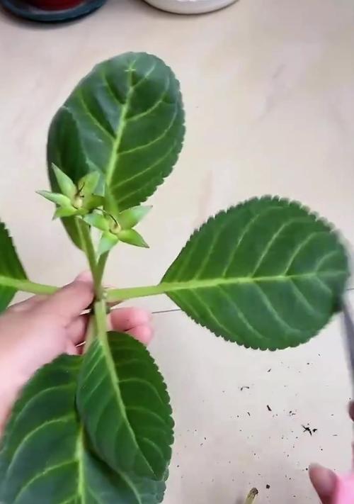 以芙蓉花的养殖技巧（浇水技巧与注意事项）-第1张图片-绿意生活