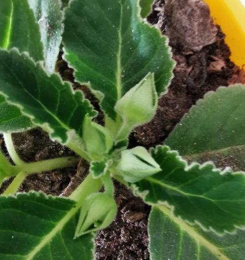 以芙蓉花的养殖技巧（浇水技巧与注意事项）-第3张图片-绿意生活