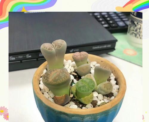 生石花的浇水技巧（了解生石花的生长需求，正确浇水以促进健康生长）-第2张图片-绿意生活