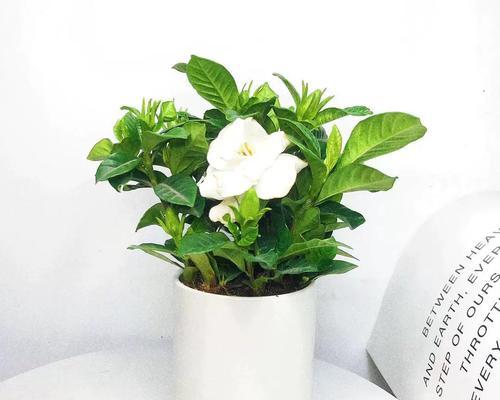 女生宿舍的花卉装饰（打造温馨养眼的花园小屋）-第2张图片-绿意生活