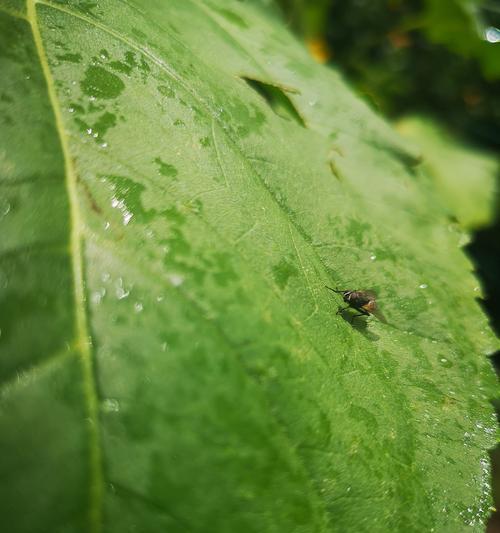 夏季叶子打蔫的救治方法（如何挽救夏季长出的叶子枯萎情况）-第2张图片-绿意生活