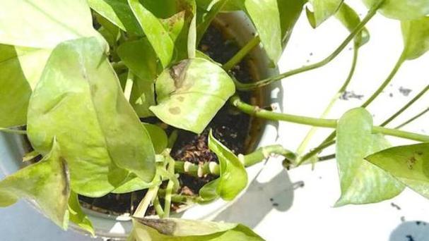 夏季叶子打蔫的救治方法（如何挽救夏季长出的叶子枯萎情况）-第1张图片-绿意生活