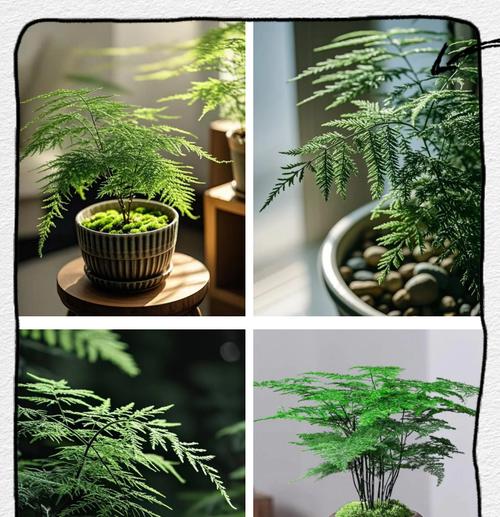 文竹枝干如何变粗（培养文竹的技巧与方法）-第1张图片-绿意生活