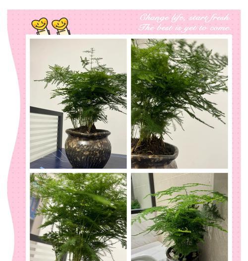 文竹枝干如何变粗（培养文竹的技巧与方法）-第2张图片-绿意生活