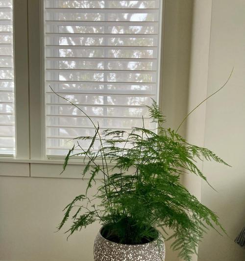 文竹枝干如何变粗（培养文竹的技巧与方法）-第3张图片-绿意生活