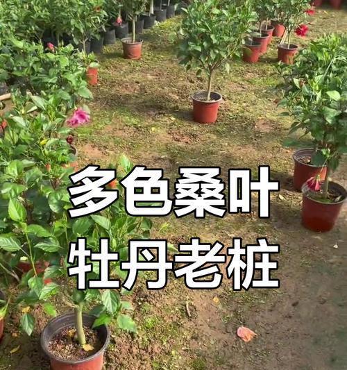 以嫁接的牡丹养护技巧（掌握嫁接技巧，让牡丹绽放更美丽）-第2张图片-绿意生活