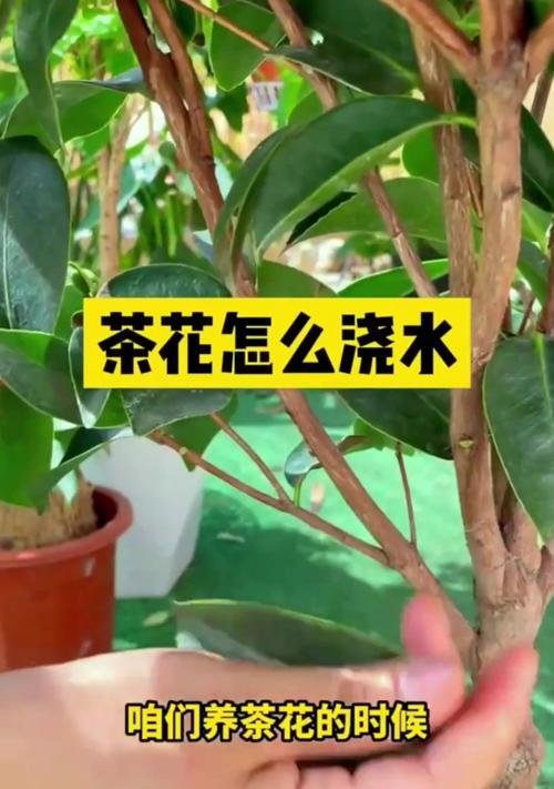 茶花移植的技巧与方法（打造美丽花园的必备技能）-第2张图片-绿意生活