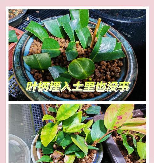 茶花移植的技巧与方法（打造美丽花园的必备技能）-第1张图片-绿意生活