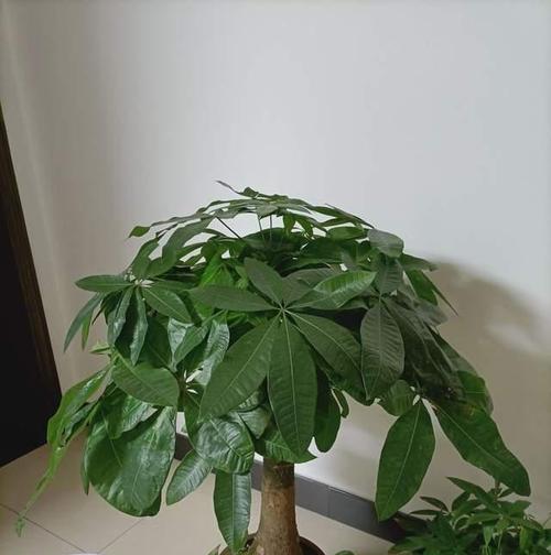 发财树盆如何避免积水问题（解决发财树盆积水问题的有效方法）-第1张图片-绿意生活