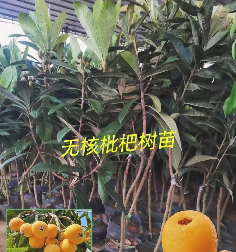 家里种枇杷树的风水禁忌与功效（禁忌必知，功效全面，种植枇杷让家居生机盎然）-第1张图片-绿意生活