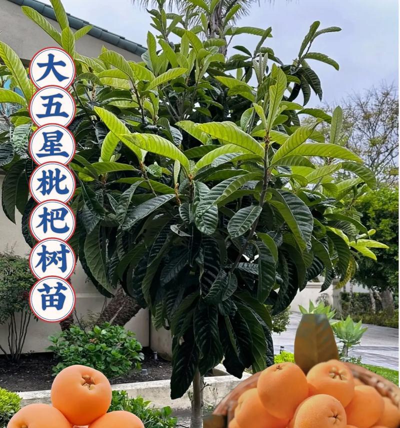 家里种枇杷树的风水禁忌与功效（禁忌必知，功效全面，种植枇杷让家居生机盎然）-第2张图片-绿意生活