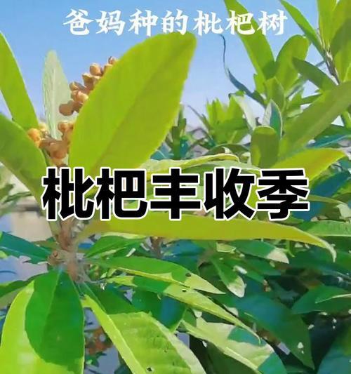 家里种枇杷树的风水禁忌与功效（禁忌必知，功效全面，种植枇杷让家居生机盎然）-第3张图片-绿意生活