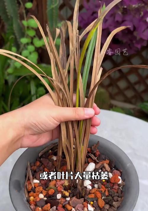 如何有效治疗兰花草叶尖发黑问题（保护兰花草健康成长，让叶尖再次恢复绿色）-第2张图片-绿意生活