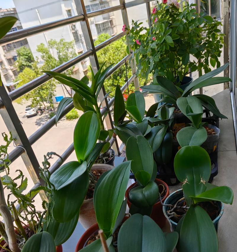 蝴蝶兰的栽培与沙子种植（如何利用沙子种植蝴蝶兰？）-第2张图片-绿意生活