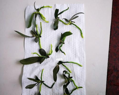 蝴蝶兰的栽培与沙子种植（如何利用沙子种植蝴蝶兰？）-第3张图片-绿意生活