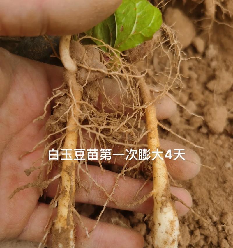 以花盆种植山药的方法与技巧（轻松掌握山药种植，打造私家山药园）-第1张图片-绿意生活