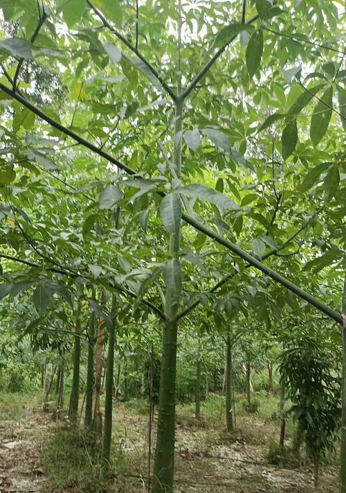 探索异木棉生长的控制方法（保持异木棉生长的合理性与美观度）-第3张图片-绿意生活