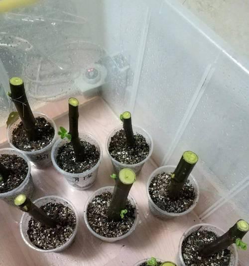 竹节海棠枝的生根技巧（掌握关键步骤，助您成功繁殖竹节海棠）-第2张图片-绿意生活