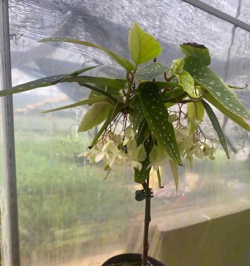 竹节海棠枝的生根技巧（掌握关键步骤，助您成功繁殖竹节海棠）-第1张图片-绿意生活