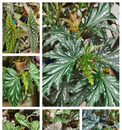 竹节海棠枝的生根技巧（掌握关键步骤，助您成功繁殖竹节海棠）-第3张图片-绿意生活